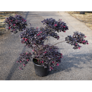 Loropetalum čínske (Loropetalum Chinense) ´BLACK PEARL´ - výška 100-120 cm, kont. C9L - PONPON